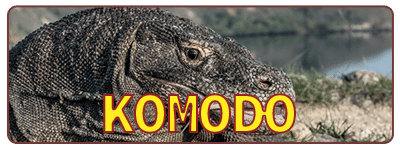 Tour departing from Labuan Bajo