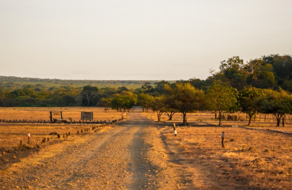 7. baluran savana bekol, banyuwangi, indonesia Baluran National Park & Djawatan Forest