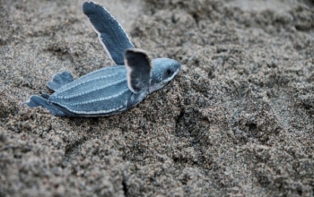 予算 Sukamade カワ Ijen から Bali