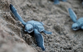 Ijen Bromo Sukamade 塞烏