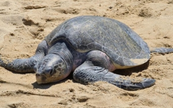 Sukamade Ijen Bromo 塞烏瀑布